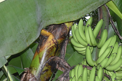 Bananas grow upwards